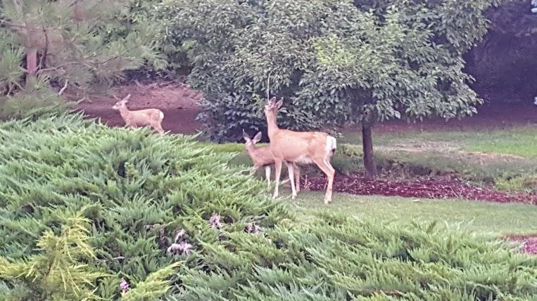 Fox Den Bed & Breakfast Leavenworth Bagian luar foto